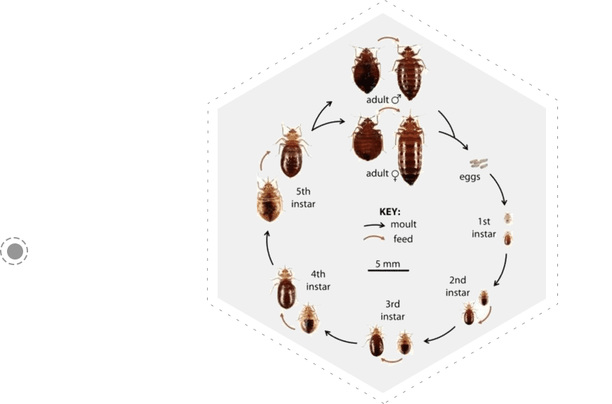 A diagram of the stages of bed bugs.